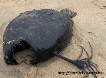 Жуткую рыбу из фильма "В поисках Немо" нашли на пляже