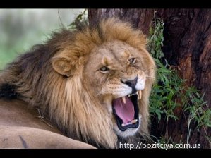 На Львовщине лев едва не загрыз насмерть двух пьяных мужчин пытавшихся его покормить 
