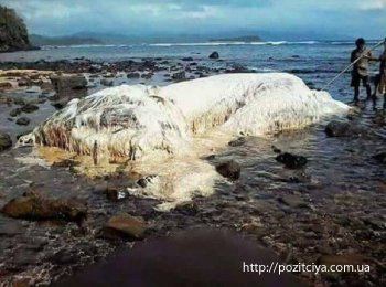 На побережье Филиппин выбросило неизвестное существо