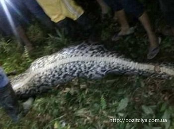 В Индонезии гигантский питон проглотил взрослого мужчину 