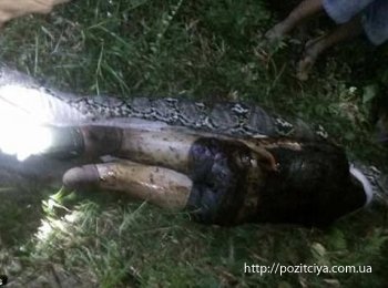 В Индонезии гигантский питон проглотил взрослого мужчину 
