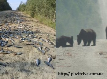 В России медведи  съели тонну рыбы из перевернувшегося КАМАЗа