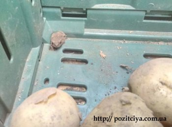 В запорожском супермаркете обнаружили лягушку 