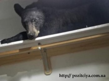 В США медведь забрался в дом и улегся спать в шкафу