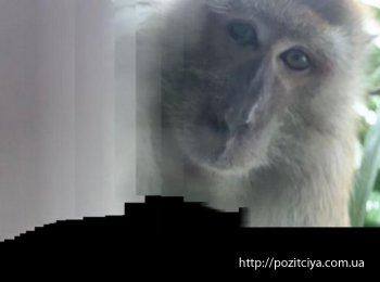 Житель Малайзии нашел Селфи обезьяны в затерянном телефоне