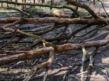 В плену кризиса: польские власти предлагают гражданам идти в лес