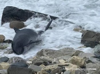 � ��� ������ ������� ����������� �������