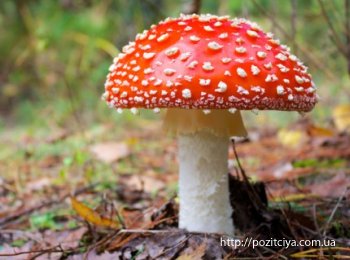 ���� ������� ��������? ������� ������������ ��������