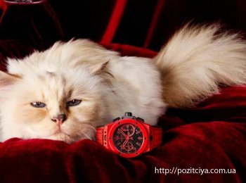 ʳ    Hublot