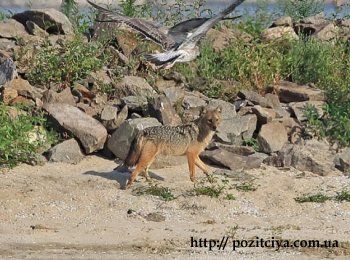 ����� �� ������: � ������� ������ �������������� ������ �� �������