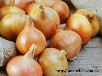 🧅 ������ �������� ���������: ������ ���� ����� �����